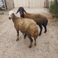 ۲ راس شیشک افشاری (بره)
