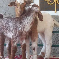 کهر شیر خواربازیگوش دوقلو زا زیر بزشیری مخوره پسنک|حیوانات مزرعه|بندرعباس, |دیوار