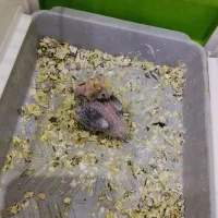 عروس هلندی نر بالغ|پرنده|گرمسار, |دیوار