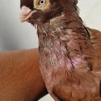 صرب|پرنده|بندر گناوه, |دیوار