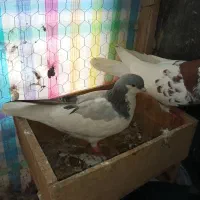 کبوتر|پرنده|مراغه, |دیوار