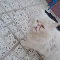 واگذاری گربه اصیل پرشین