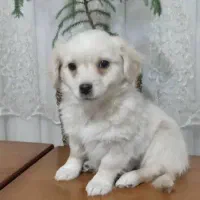 سگ اشپیتز تریر ۲ماهه.نر