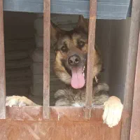 سگ ژرمن شپرد