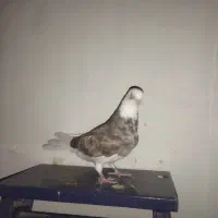 مفلق گم شده