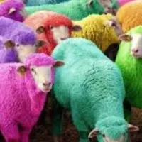 گوسفند فروشی