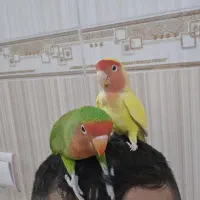 جفت طوطی برزیلی رام