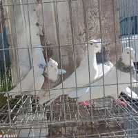 5 عدد نره یکه طوقی بی نظیر