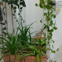 گل گلدان|گل و گیاه طبیعی|تربتحیدریه, رضاشهر|دیوار