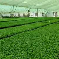 فروشگاه کشاورزی|خدمات باغبانی و درختکاری|شیراز, شهرک بهار|دیوار