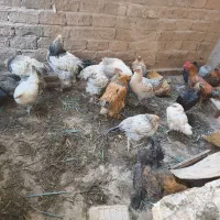 مرغ و خروس چند نژاد