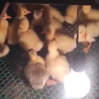 جوجه قو غاز لیندا|حیوانات مزرعه|بهشهر, |دیوار