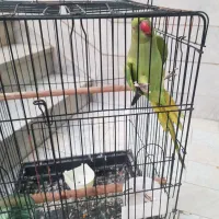 طوطی ملنگو بالغ مست مست|پرنده|فردیس, داوری|دیوار