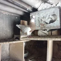 معاوضه فقط،با عســل کوهی|پرنده|دهدشت, |دیوار