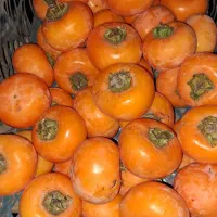 فروش خرمالوی عمده|عمدهفروشی|رودسر, |دیوار