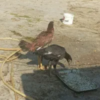 جوجه لاری|حیوانات مزرعه|تهران, نیروی هوایی (پیروزی)|دیوار