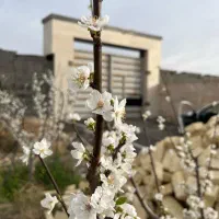 باغچه وچهاردیواری کد۳۱۰