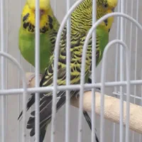 مرغ عشق انگلیسی|پرنده|تهران, راه آهن|دیوار