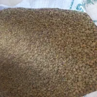 عدس تازه مال امسال
