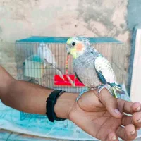 معاوضه با کفتر|پرنده|کردیان, |دیوار