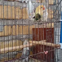 فروش کوتوله