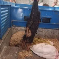 فروش گوسفند و بزغاله ماده|حیوانات مزرعه|روانسر, |دیوار