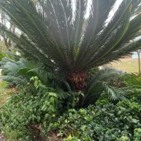 سیکاس قدیمی سرسبز