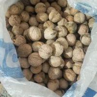 گردو کیلو ۵۰۰|حراج|دهدشت, |دیوار