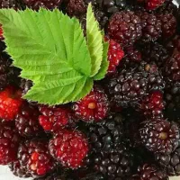 شاتوت شیرین و ابدار