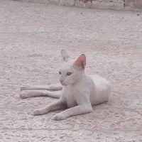 واگذاری گربه بومی