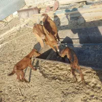 بز دوقلوزا بادوبزغاله