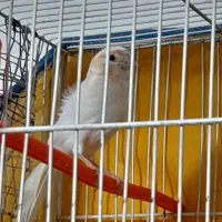 سه عددقناری|پرنده|مشهد, رده|دیوار