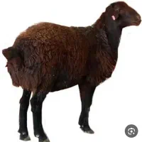 گوسفند مغانی و بره رومانف