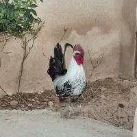خروس براکل اصل