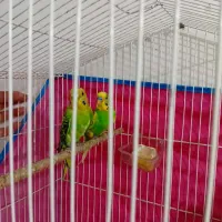 یه جفت مرغ عشق مولد معاوضه با کفتر