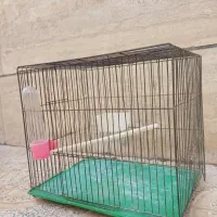 قفس