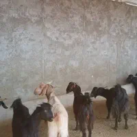 فروش ۱۵ راس بزدرجه یک و روزگاری|حیوانات مزرعه|زرین دشت (فارس), |دیوار