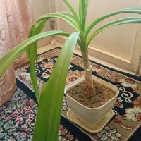 گل برگ موزی