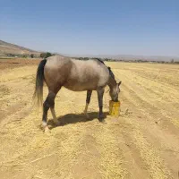 مادیون ترکمن