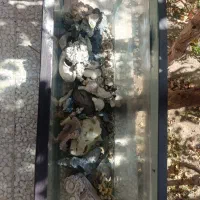 آکواریوم|ماهی|انزل, |دیوار