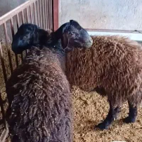 شیشک قوچ همو وهتروزیگوت