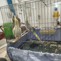 یک عدد لوتینو اصل ماده آماده تخم