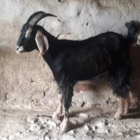 ۷ عدد بزغاله شیر کن