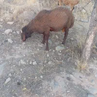 بره سبک نر|حیوانات مزرعه|شیراز, محراب|دیوار