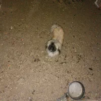 پاکوتاه پکینیز