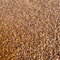 بذر گندم کوهدشت