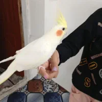عروس هلندی نر