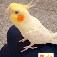 عروس هلندی سخنگو|پرنده|بندرلنگه, |دیوار