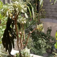 گل اپارتمانی و زینتی|گل و گیاه طبیعی|مراغه, |دیوار
