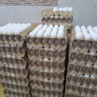 پخش تخم مرغ وخیارشوروآب  معدنی